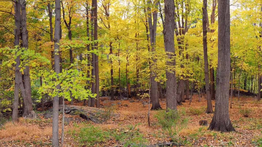 OutCider Inn – dom wakacyjny okolica Zamość, Nielisz, Roztocze